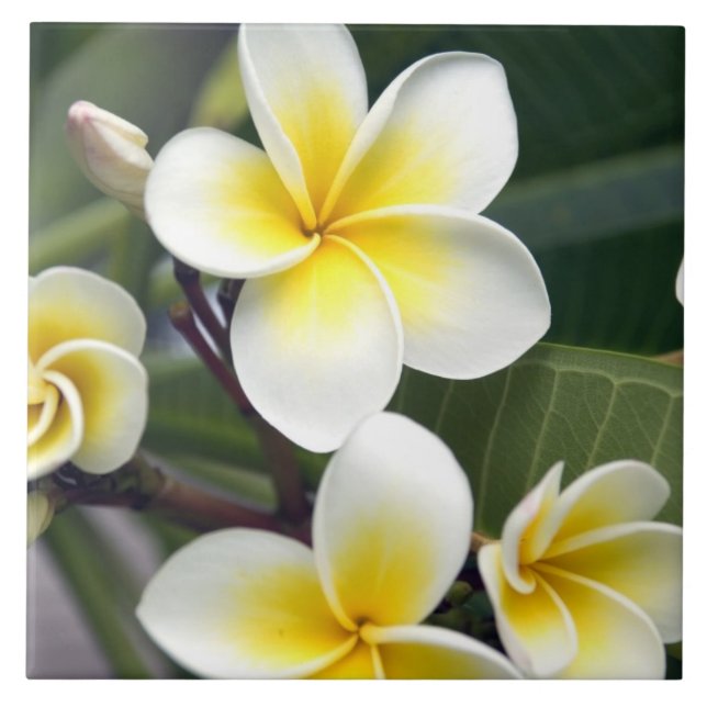 Azulejo De Cerámica Flor de Frangipani, Islas Cook