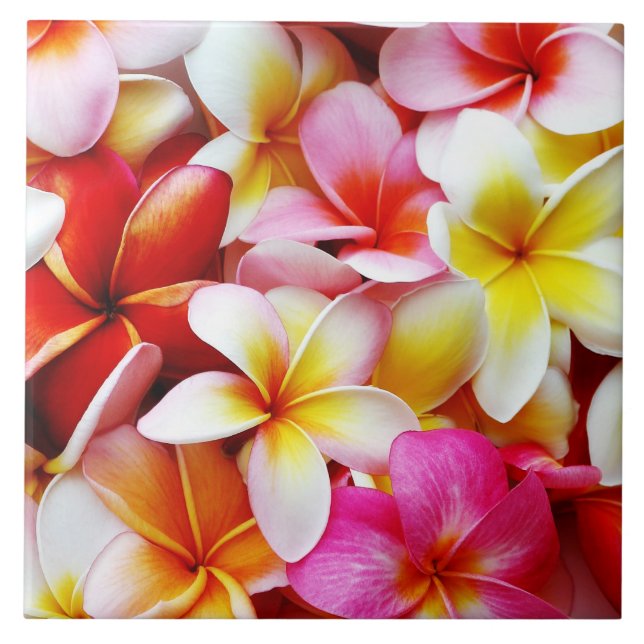 Azulejo De Cerámica Flor de Hawaii del Frangipani del Plumeria (Frente)