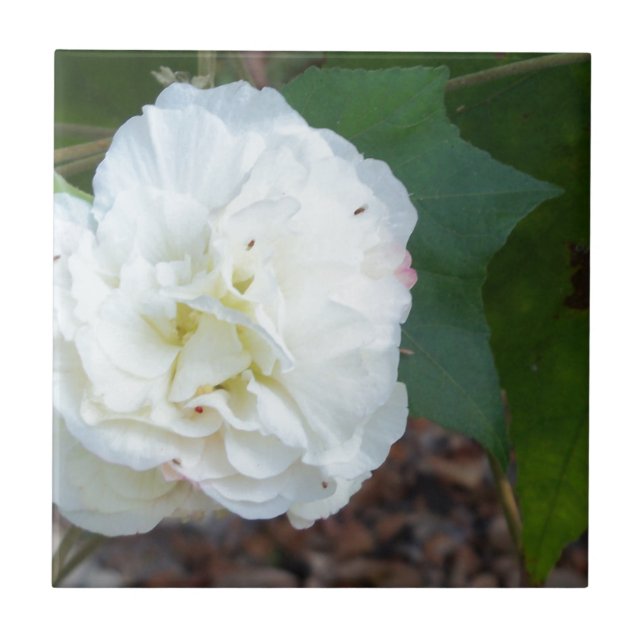 Azulejo De Cerámica flor de hibiscus mutabilis blanco (Frente)