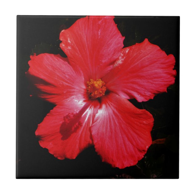 Azulejo De Cerámica Flor de Hibiscus rojo rosado caliente en negro (Frente)