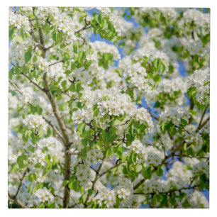 Azulejo De Cerámica Flor de manzana de cangrejo
