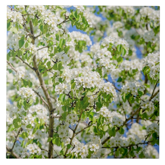 Azulejo De Cerámica Flor de manzana de cangrejo (Frente)
