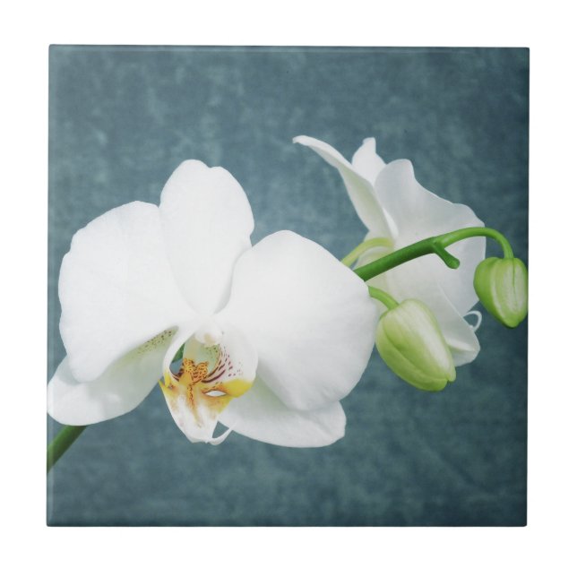Azulejo De Cerámica Flor de orquídeas blancas Zen (Frente)