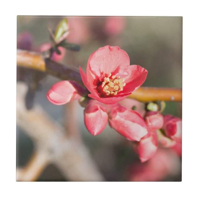 Azulejo De Cerámica Flor de primavera (Frente)