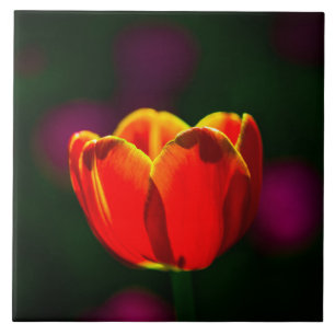 Azulejo De Cerámica Flor de tulipán rojo