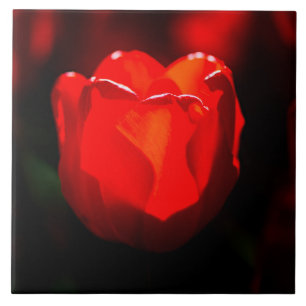 Azulejo De Cerámica Flor de tulipán rojo - Fuego