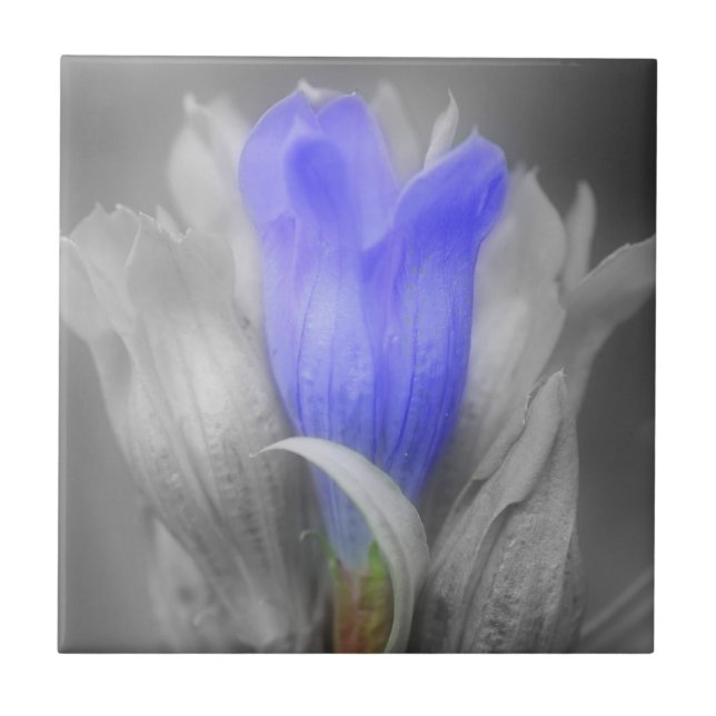 Azulejo De Cerámica Flor Gentiana Azul En Blanco Y Negro (Frente)