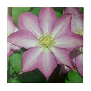 Azulejo De Cerámica Flor Primaria Clematis rosa y blanca