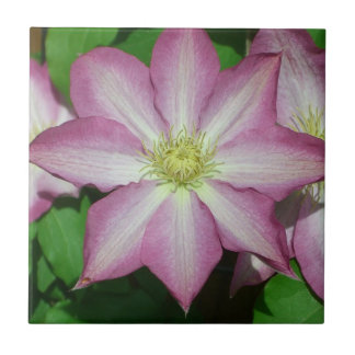 Azulejo De Cerámica Flor Primaria Clematis rosa y blanca
