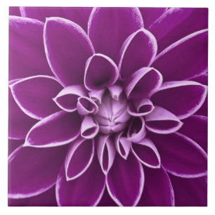 Azulejo De Cerámica Flor púrpura hermosa de la dalia