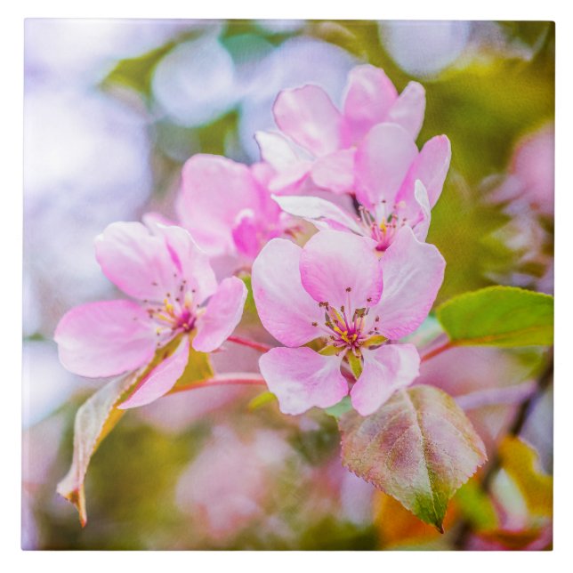 Azulejo De Cerámica Flor rosa de manzana (Frente)