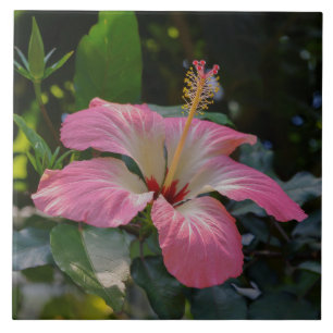 Azulejo De Cerámica Flor rosa hibiscus