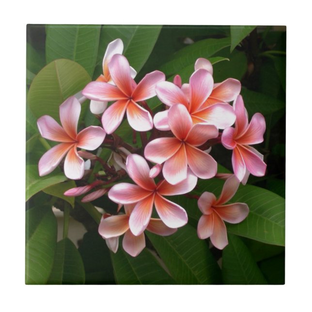Azulejo De Cerámica Flor rosada hermosa del Plumeria (Frente)