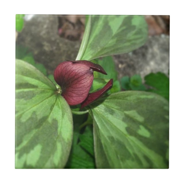 Azulejo De Cerámica Flor silvestre (Frente)