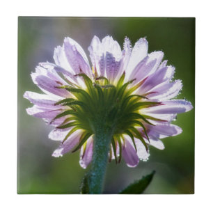 Azulejo De Cerámica Flor silvestre morada con retroiluminación y gotas