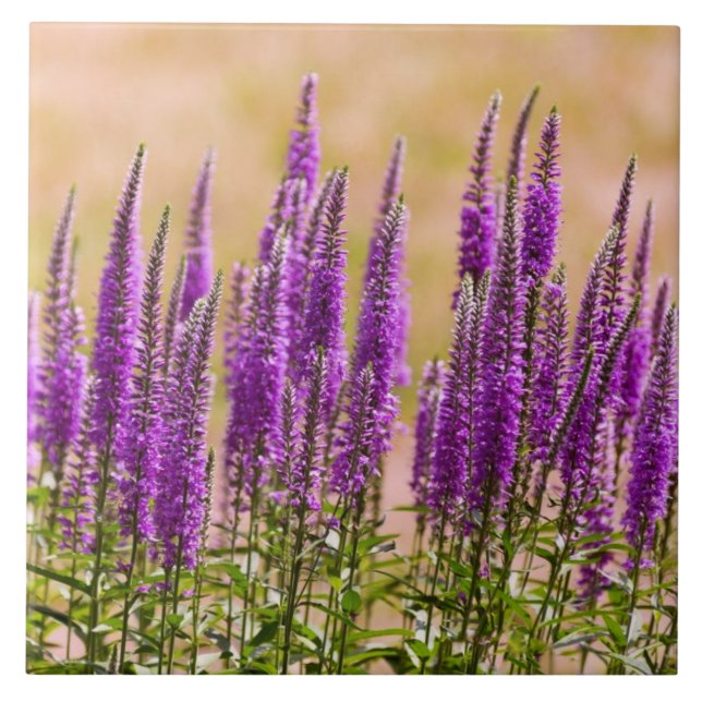 Azulejo De Cerámica Flor - Sueño con lavanda (Frente)