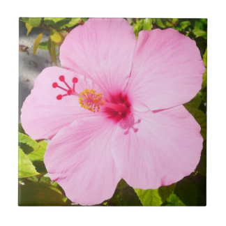 Azulejo De Cerámica Flor tropical Hibiscus rosa