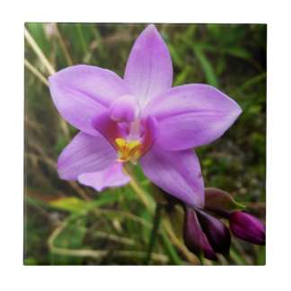 Azulejo De Cerámica Flor tropical púrpura de orquídea salvaje