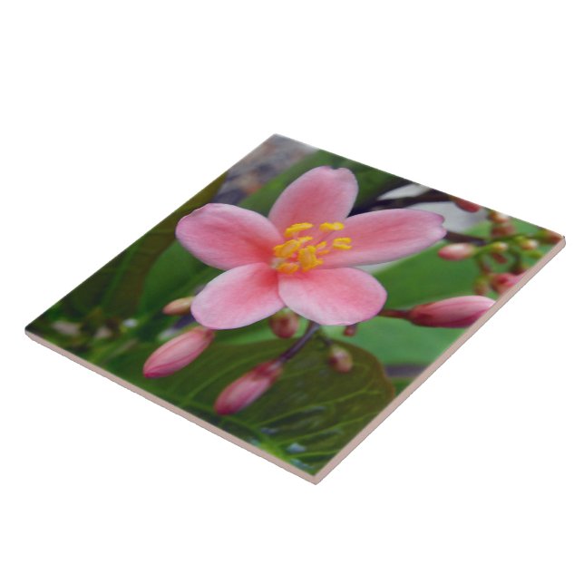 Azulejo De Cerámica Flor y flor de Jatropha (Lado)