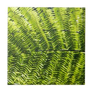 Azulejo De Cerámica Flora Dominica 5