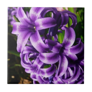 Azulejo De Cerámica Floral de primavera azul Hyacinin II