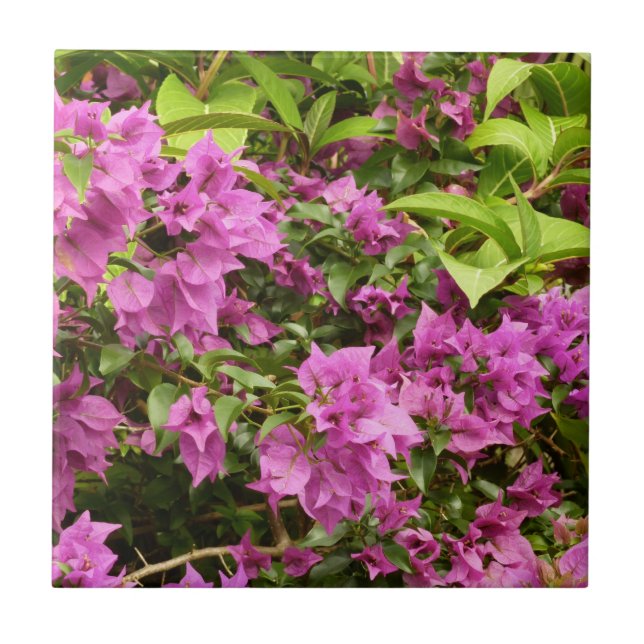 Azulejo De Cerámica Floral Tropical Morada Bougainvillea (Frente)
