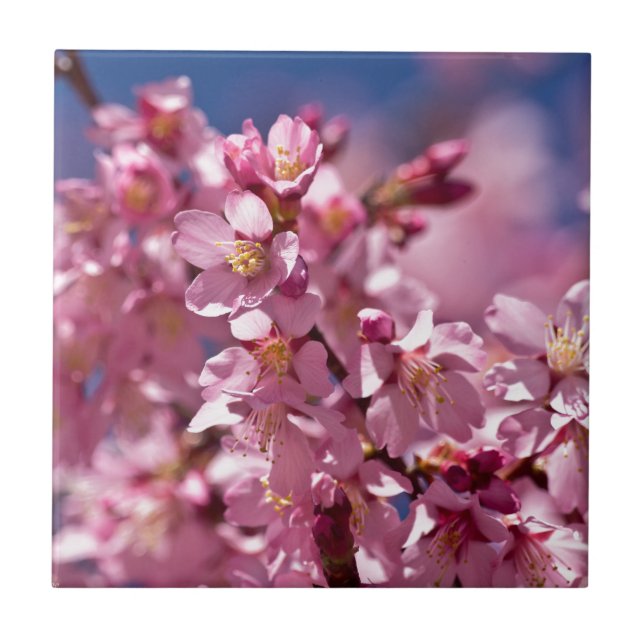 Azulejo De Cerámica Florecimiento de cerezo sakura besado por la luz d (Frente)