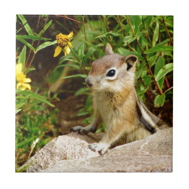 Azulejo De Cerámica Flores amarillas Chipmunk (Frente)