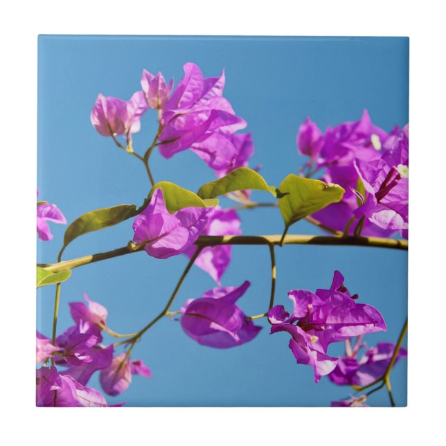 Azulejo De Cerámica Flores de Buganvilla (Frente)