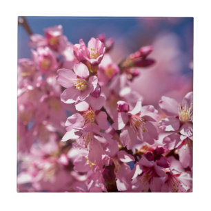 Azulejo De Cerámica Flores de Cerezo Sakura Besadas por la Luz del Sol
