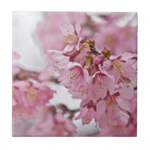 Azulejo De Cerámica Flores de cerezo Sakura Rosa Pálido