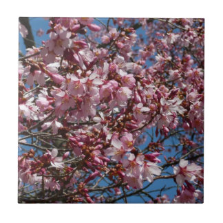 Azulejo De Cerámica Flores de cerezo y flor de Blue Sky Spring