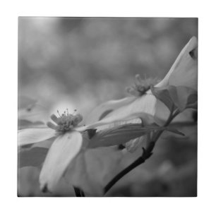 Azulejo De Cerámica Flores De Dogwood En Blanco Y Negro