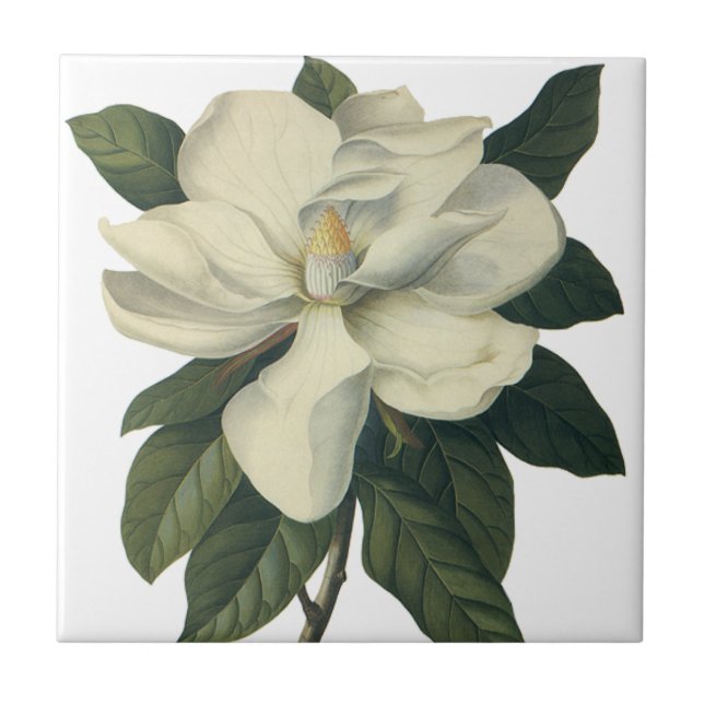 Azulejo De Cerámica Flores de flor de Magnolia blanca floreciente (Frente)