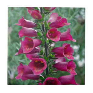 Azulejo De Cerámica Flores de foxglove rosas