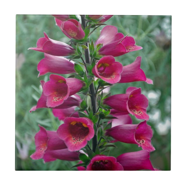 Azulejo De Cerámica Flores de foxglove rosas (Frente)