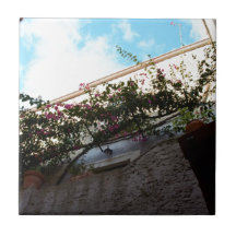 Flores de invierno en Scalea
