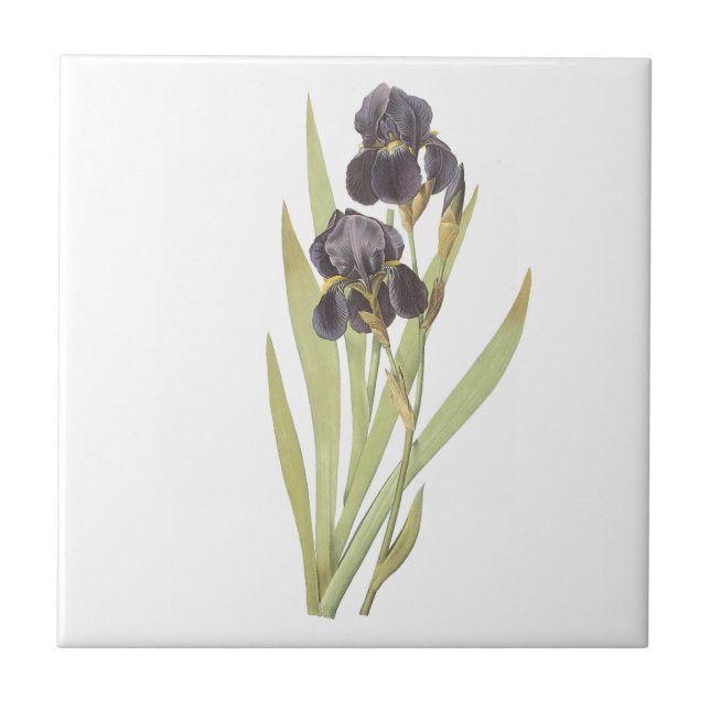 Azulejo De Cerámica Flores de iris morado (Frente)