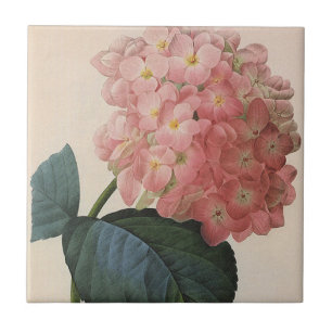 Azulejo De Cerámica Flores de jardín vintage, Hortensia Hydrangea rosa