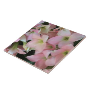Azulejo De Cerámica Flores de Kalanchoe