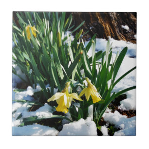 Azulejo De Cerámica Flores de los Daffodils amarillos en la nieve