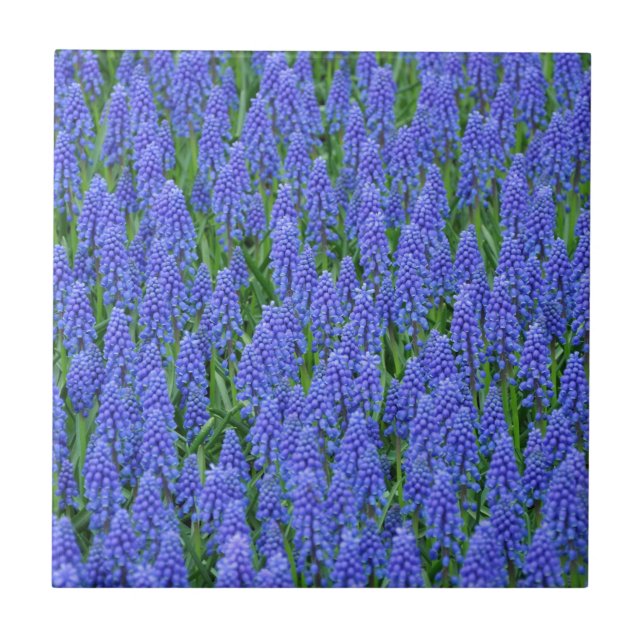 Azulejo De Cerámica flores de moscari azul bonito (Frente)