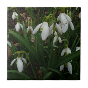 Azulejo De Cerámica Flores de Primavera Blanca (Galanthus)