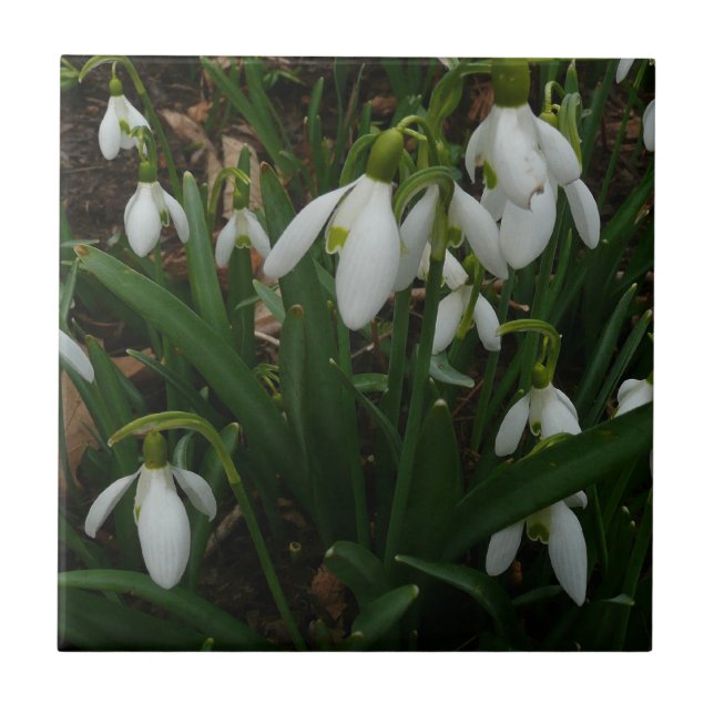 Azulejo De Cerámica Flores de Primavera Blanca (Galanthus) (Frente)