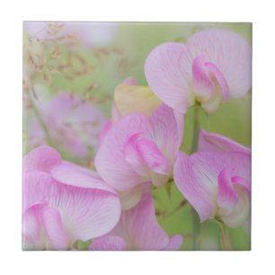 Azulejo De Cerámica Flores de Sweet Pea Seabeck, WA
