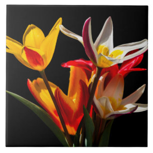 Azulejo De Cerámica Flores de tulipán contra fondo negro