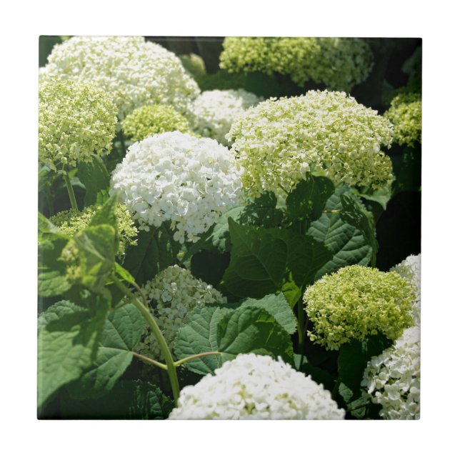 Azulejo De Cerámica Flores del Hydrangea de Annabelle (Frente)