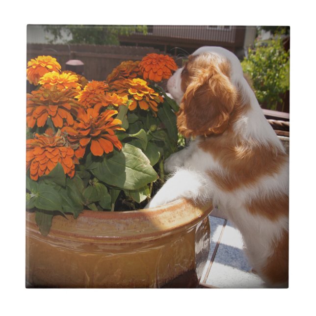 Azulejo De Cerámica Flores del rey Charles Spaniel (Frente)