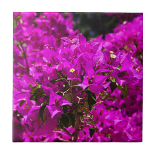 Azulejo De Cerámica Flores moradas de buganvillas