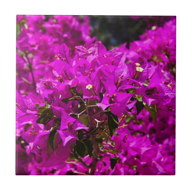 Azulejo De Cerámica flores púrpuras de buganvilla (Frente)